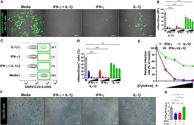IFN-γ-mediated control of SARS-CoV-2 infection through nitric oxide